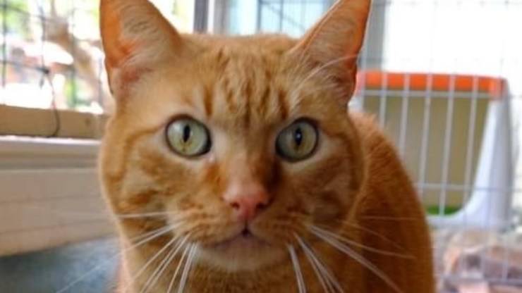 Gatto Leo Cerca Casa