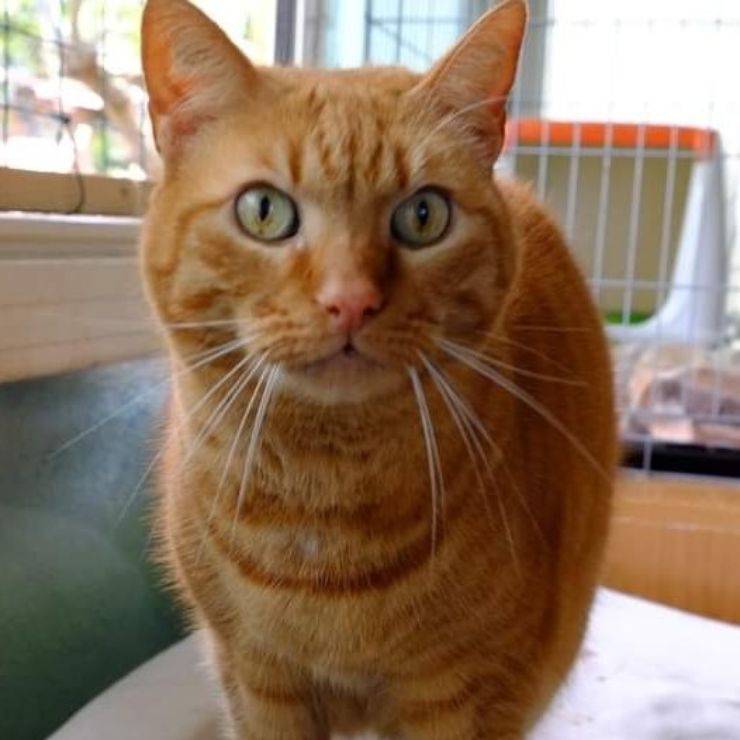 Gatto Leo Cerca Casa