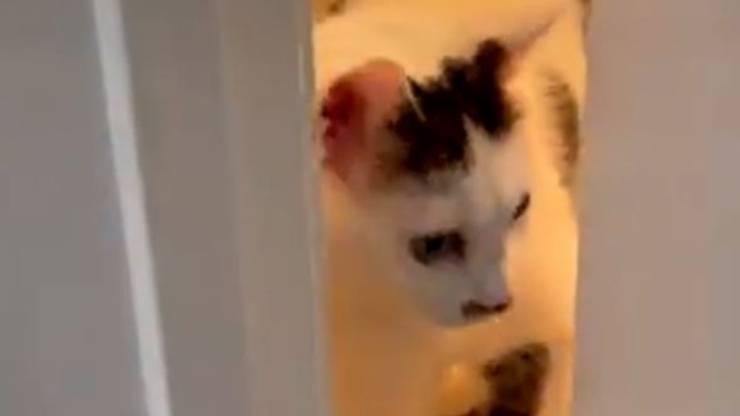 Gatto Aggancia Porta Padrone Video
