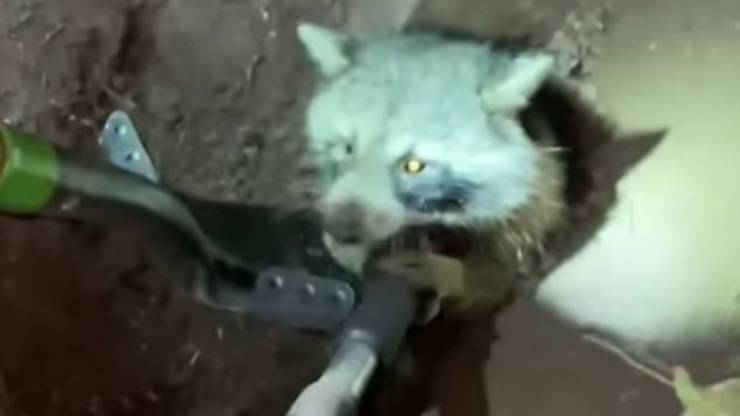 Bambini Salvano Procione Video