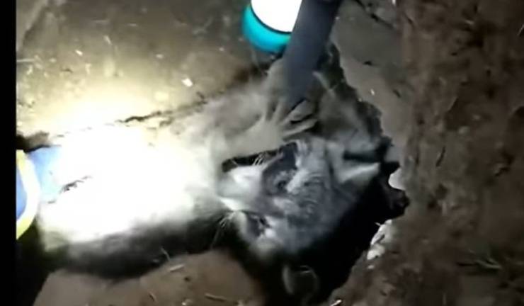 Bambini Salvano Procione Video