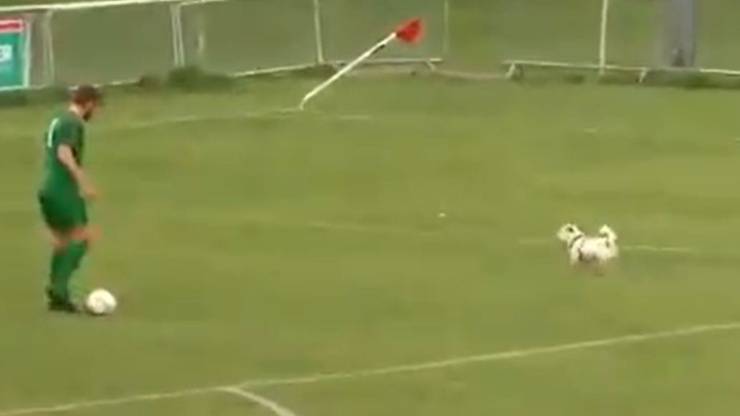 Invasione Campo Cani Pipì Video