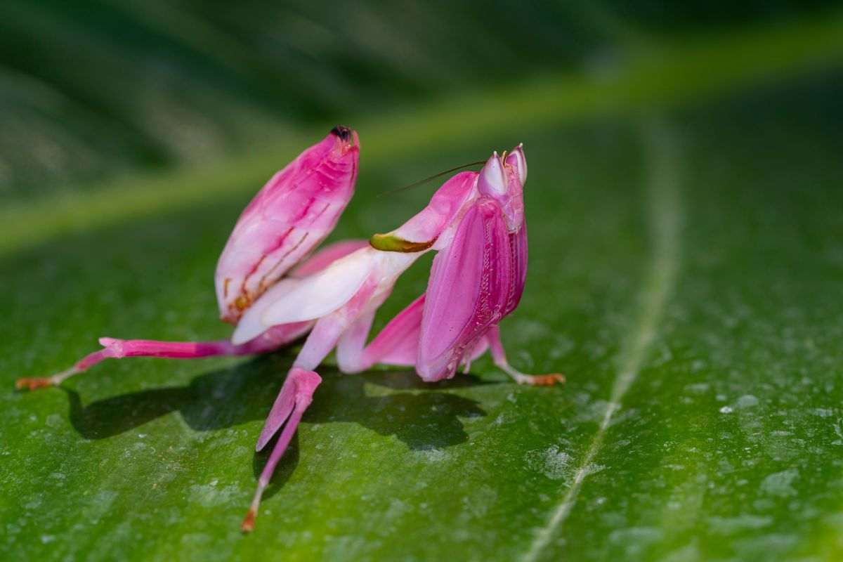 Mantide orchidea rosa