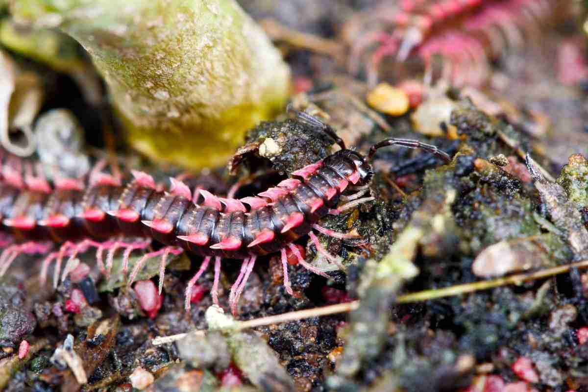 Millepiedi rosa