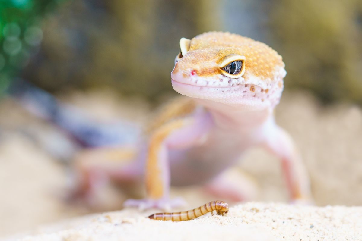 Namib Sand Gecko dal colore rosa chiaro