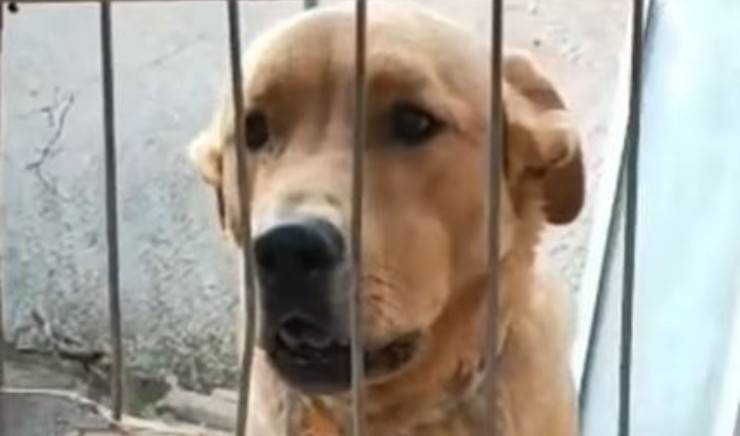 Cane Pacho Ritornato Canile 