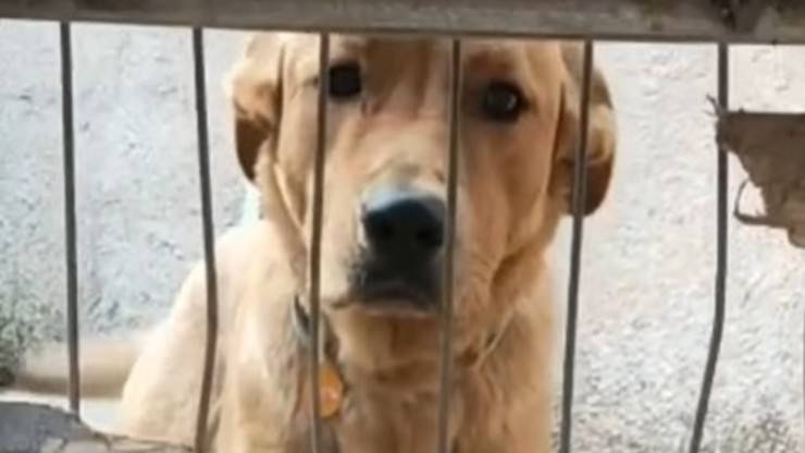 Cane Pacho Nuova Vita 