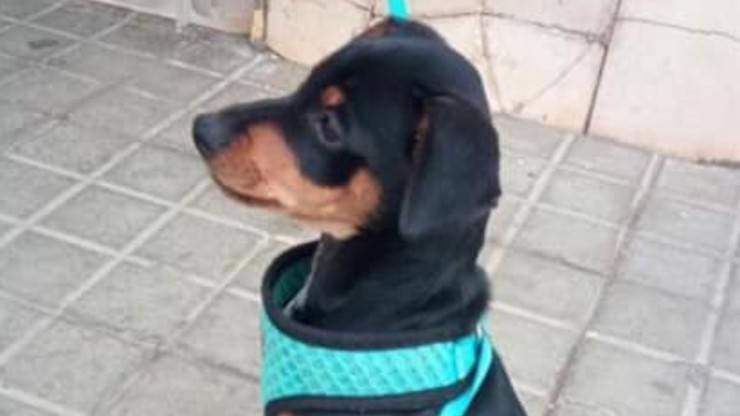 Cane Scomparso Lettera Bambina Ricompensa