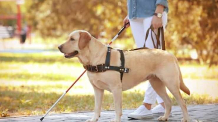 Donna Non Vedente Cane Guida Uber