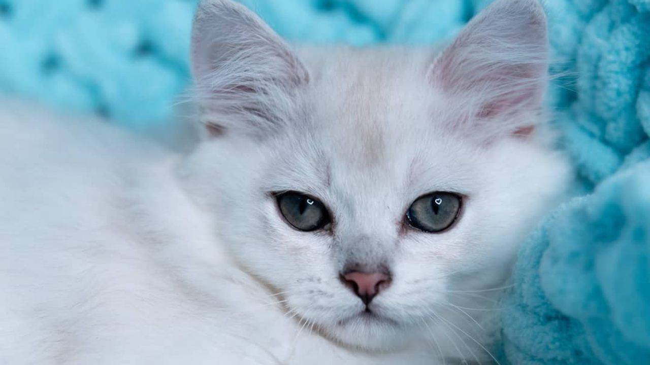 adottare burmilla longhair