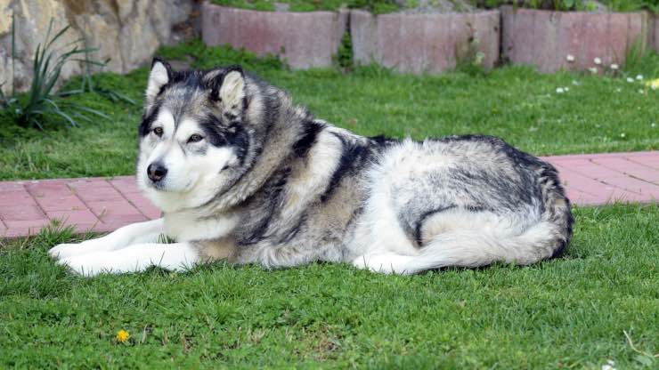 Alaskan Malamute adulto