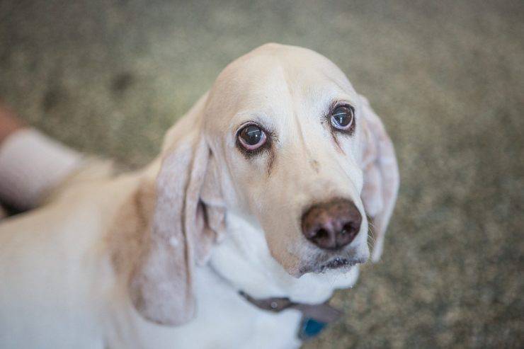 Razze compatibili col Basset Hound