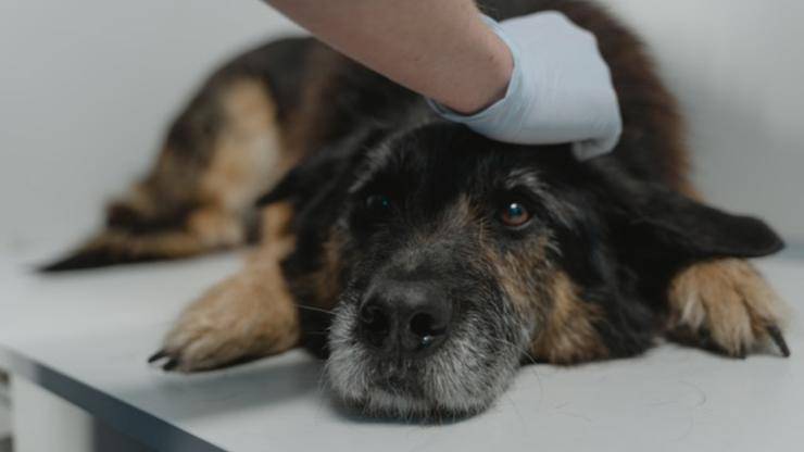 cane malato blastomicosi cane