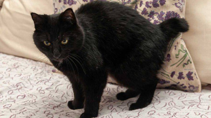 bobtail giapponese longhair