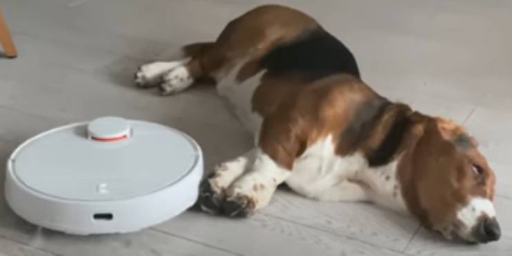Il cane rilassato (Foto video)