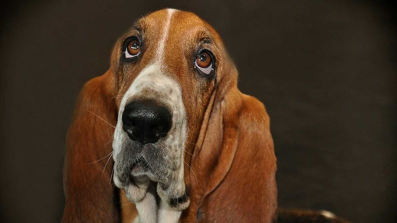sguardo del cane cane evita contatto visivo