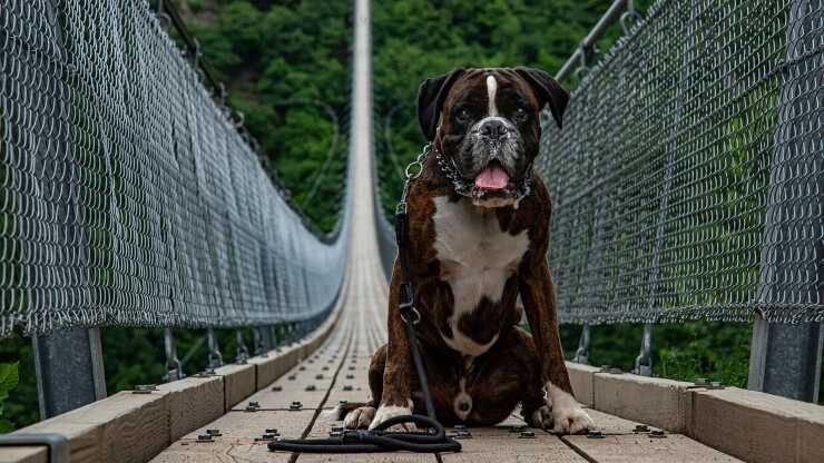 cane paura vuoto