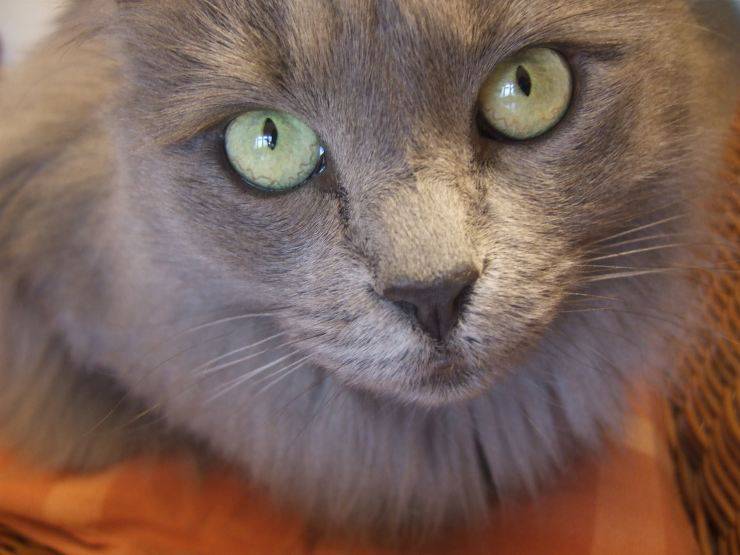 Micio dal pelo lungo