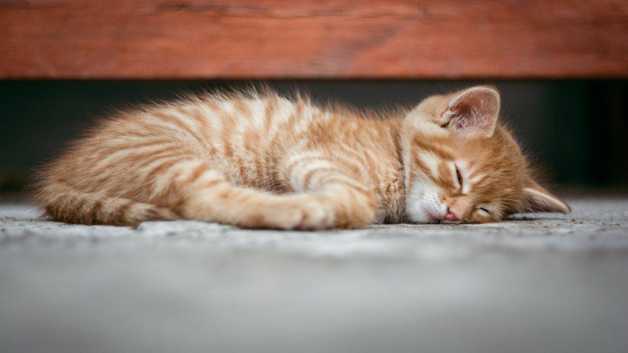 Il felino e il linfoma cutaneo