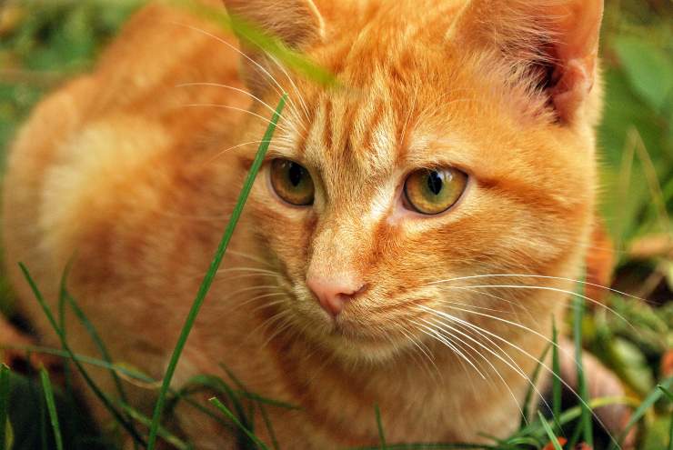 Come far convivere il gatto e il pappagallo Come far convivere il gatto e il pappagallo