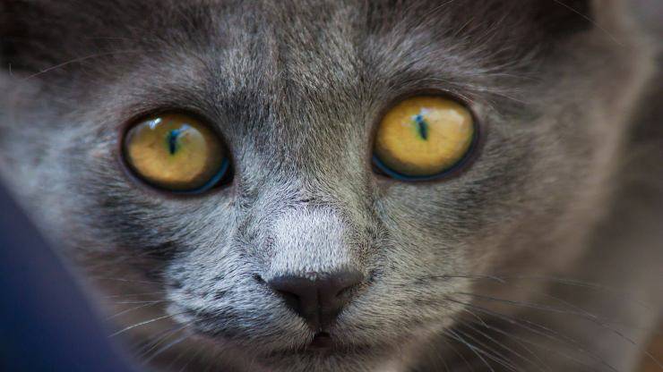 Poliuria e polidipsia nel gatto