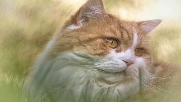 Gatto maschio monta altro maschio Gatto maschio monta altro maschio