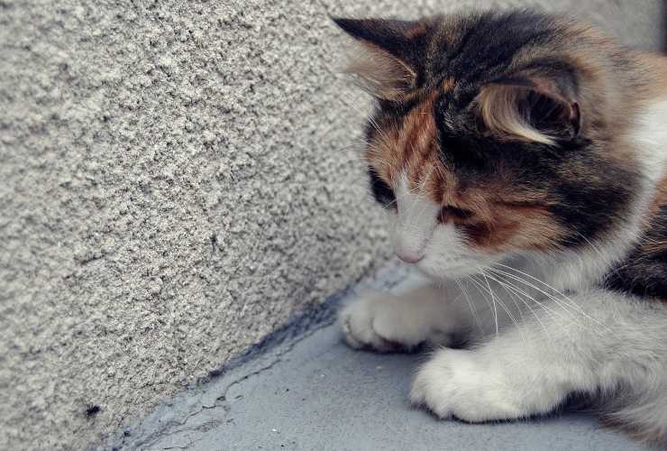 Micio per strada