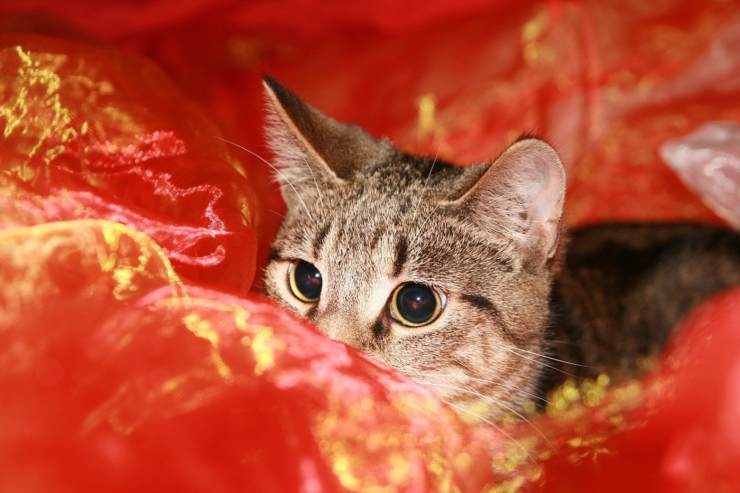 Il gattino si arrabbia se lo tocco