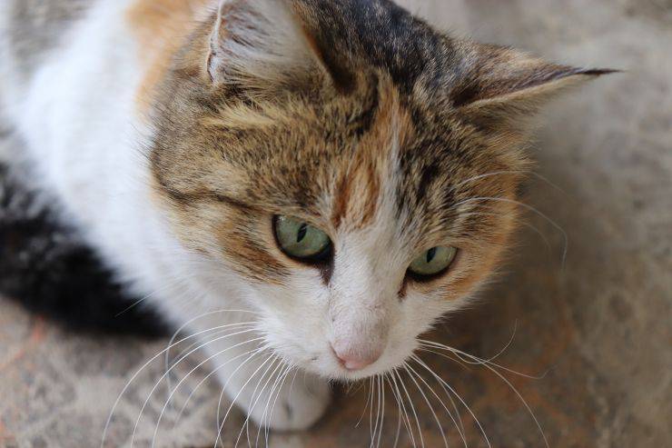 Gatto maschio monta altro maschio Gatto maschio monta altro maschio