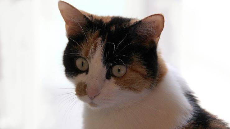 Micio
