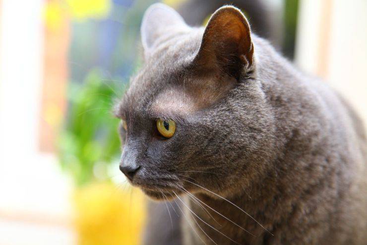 gatto maschio