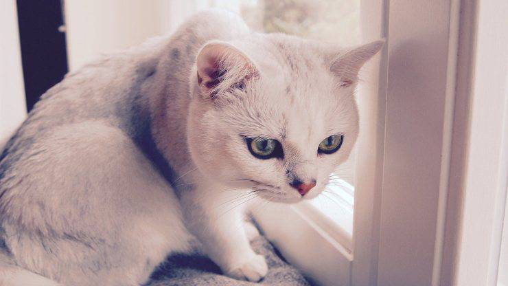 Il gatto si gonfia
