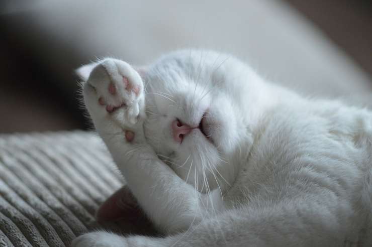 Micio (Foto Pixabay)