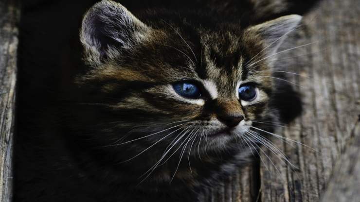 Sguardo del micio (Foto Pixabay)
