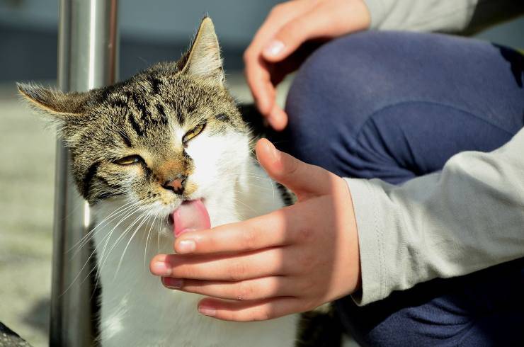 Il gatto lecca Il gatto lecca