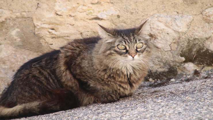 Quando il gatto inizia a spruzzare