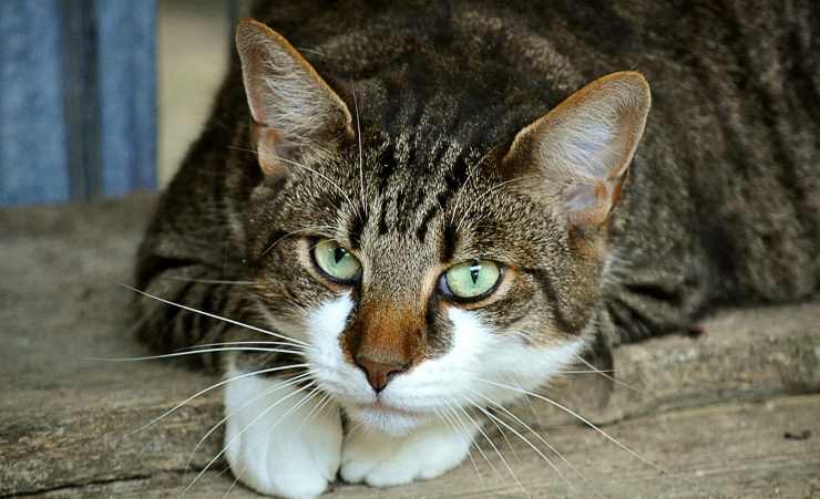 Gatto in primo piano (Foto Pixabay)