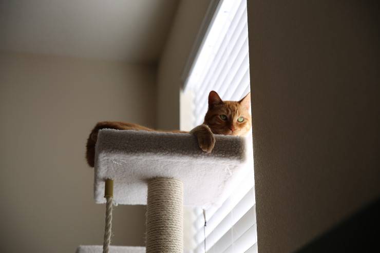 Il grattare del felino