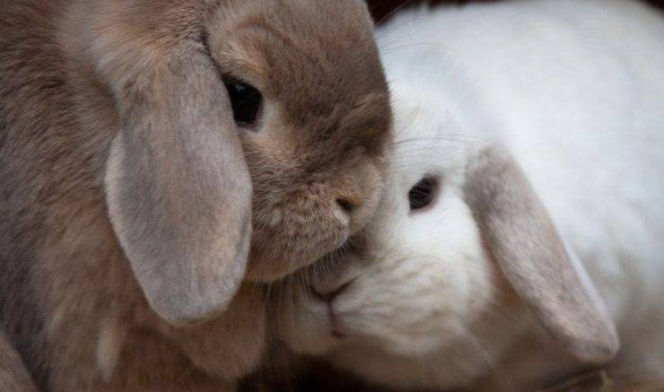 coccole tra conigli