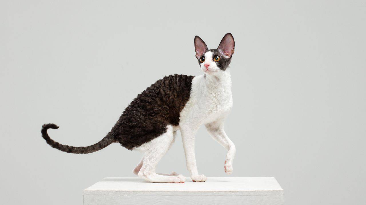 cornish rex cornish rex cura