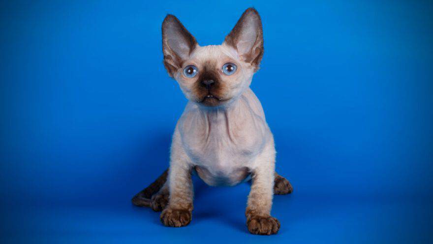 devon rex