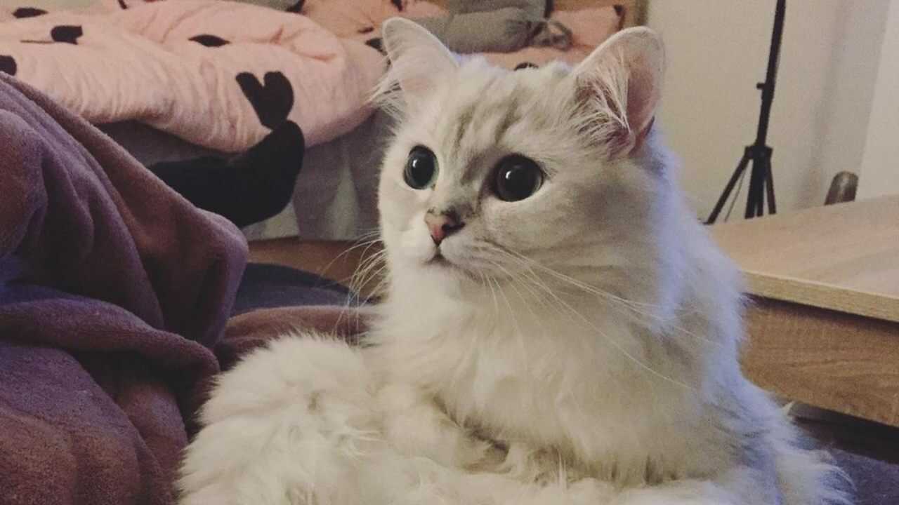 burmilla longhair