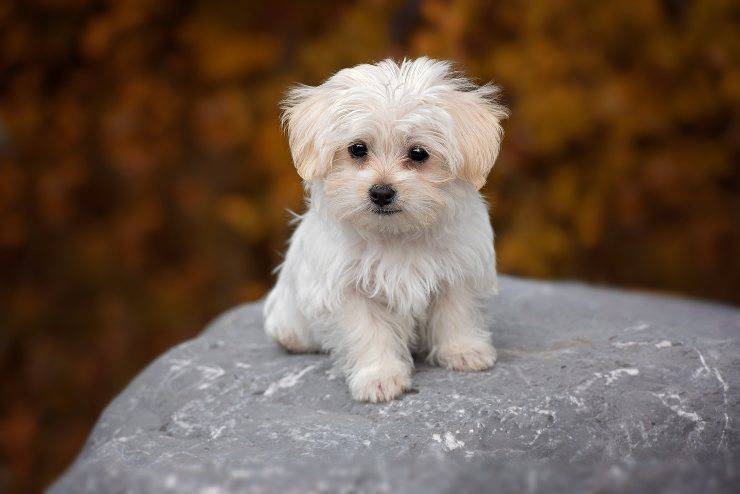 Cagnolino sul sasso
