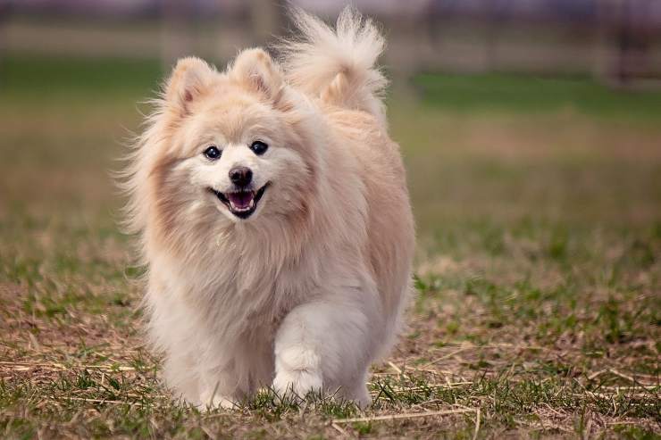 Cane sta passeggiando