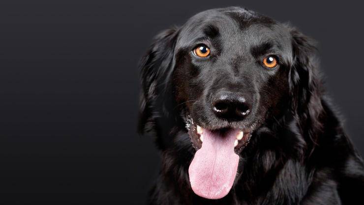 cane nero (Foto Pixabay)