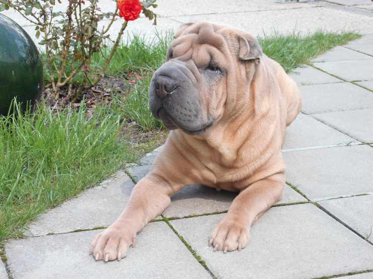 integratori naturali per il cane