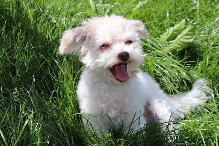 Insegnare al cane a non abbaiare