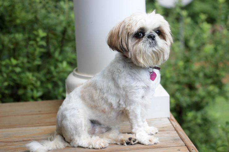 Cagnolino sul portico