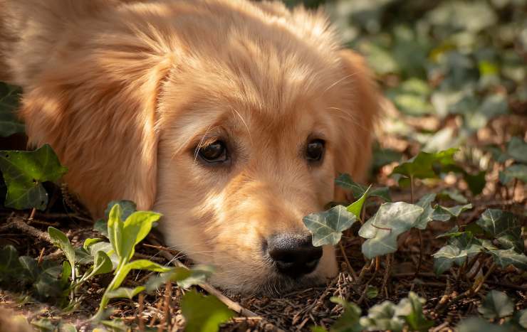 Timoma nel cane Timoma nel cane
