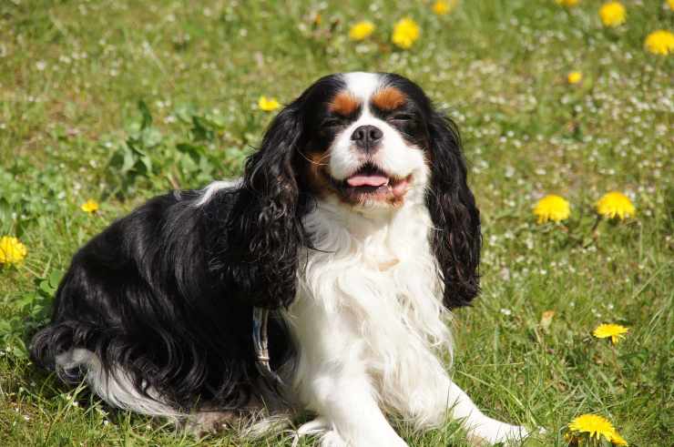 integratori naturali per il cane
